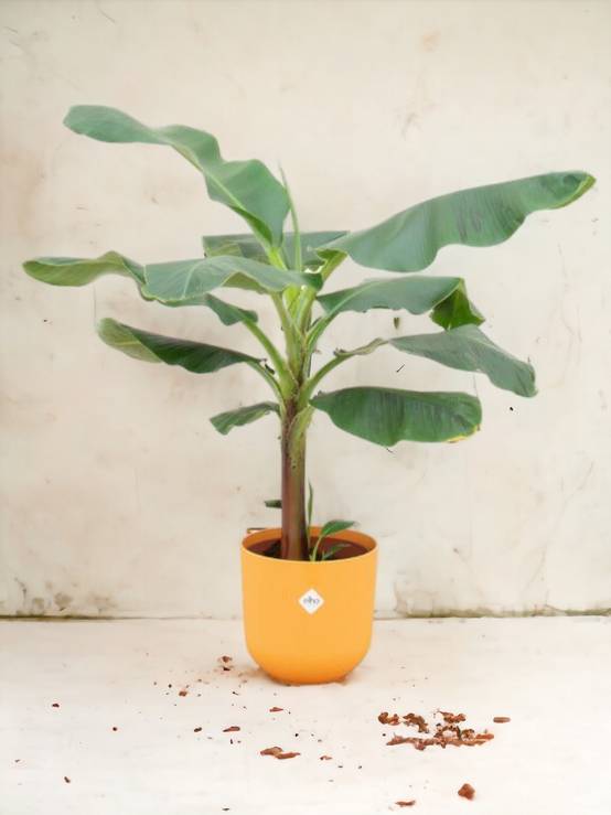 Bananier Musa 100cm et son pot- La Green Touch Jaune - Hauteur 100cm