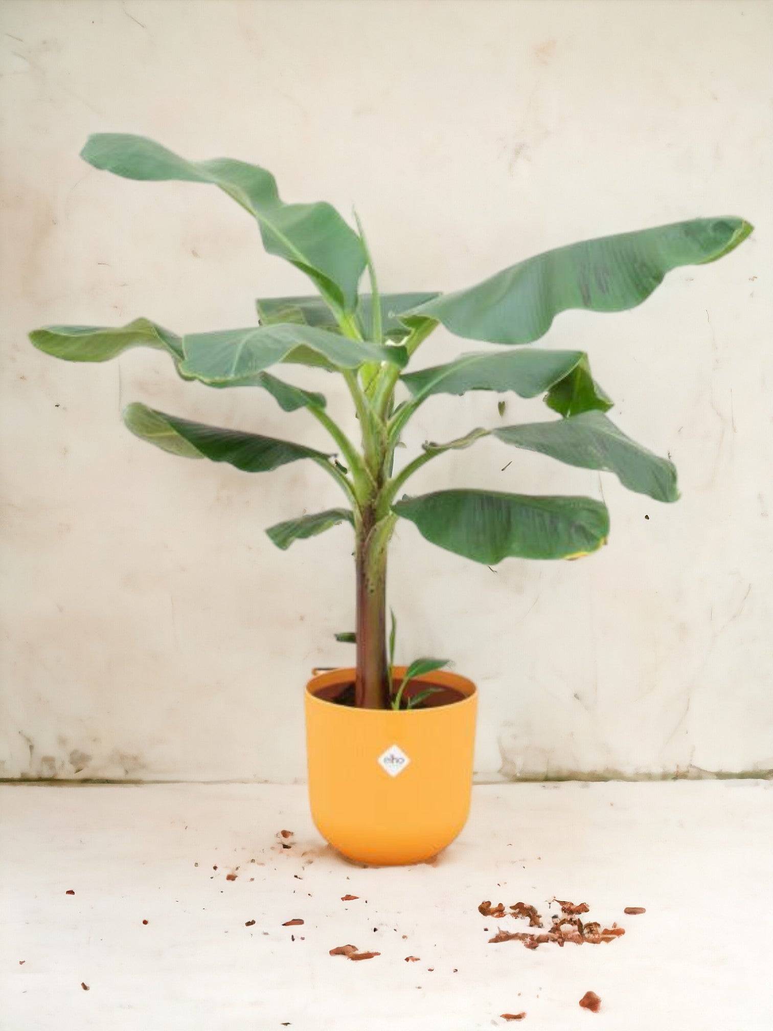 Bananier Musa 100cm et son pot- La Green Touch Jaune - Hauteur 100cm