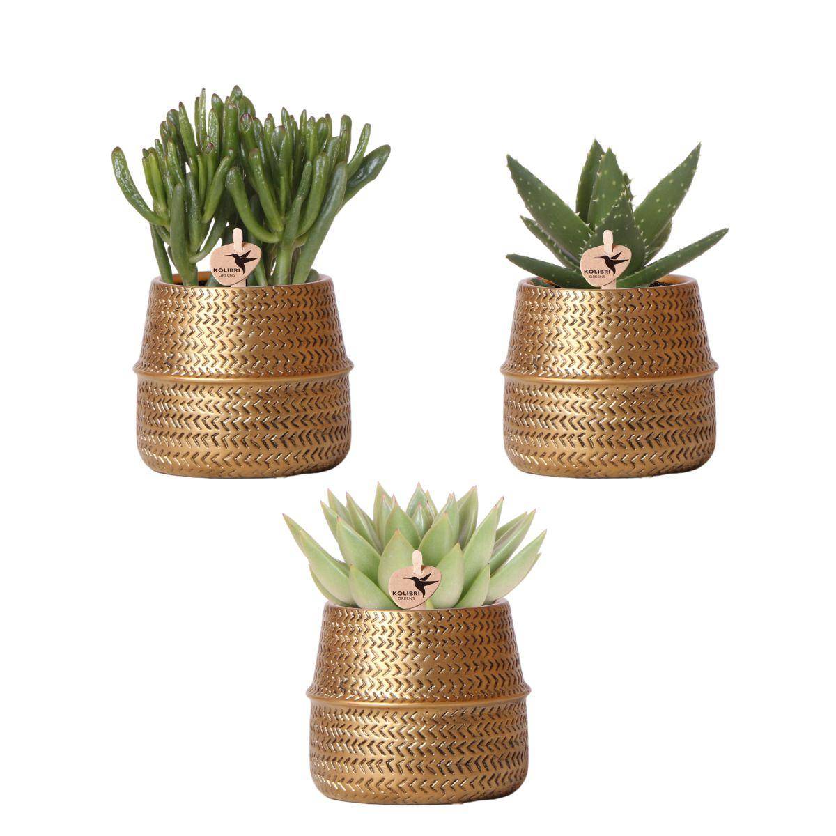 Mélange de 3 plantes grasses avec pots céramique - Ø9cm - Plantes d’intérieur - Image 1