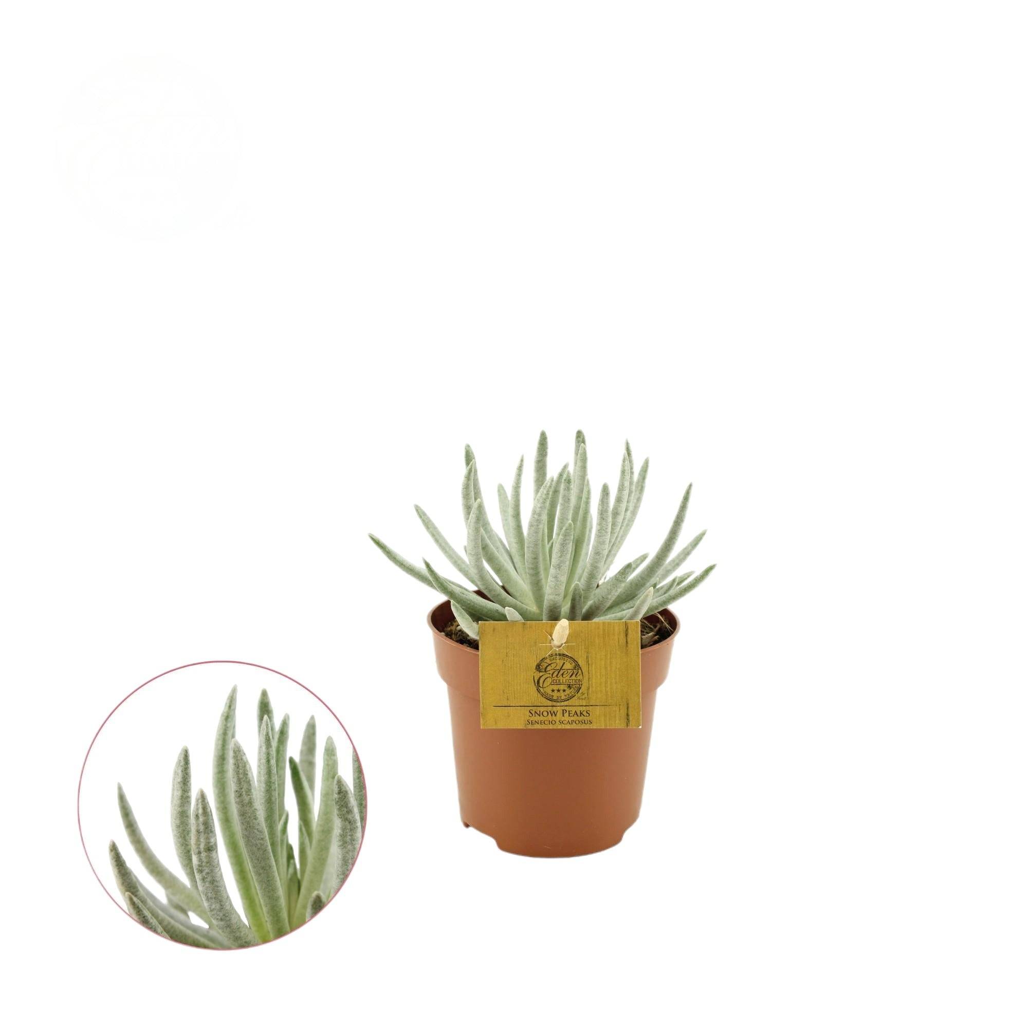 Senecio Scaposus 15cm - Plante d'intérieur- La Green Touch
