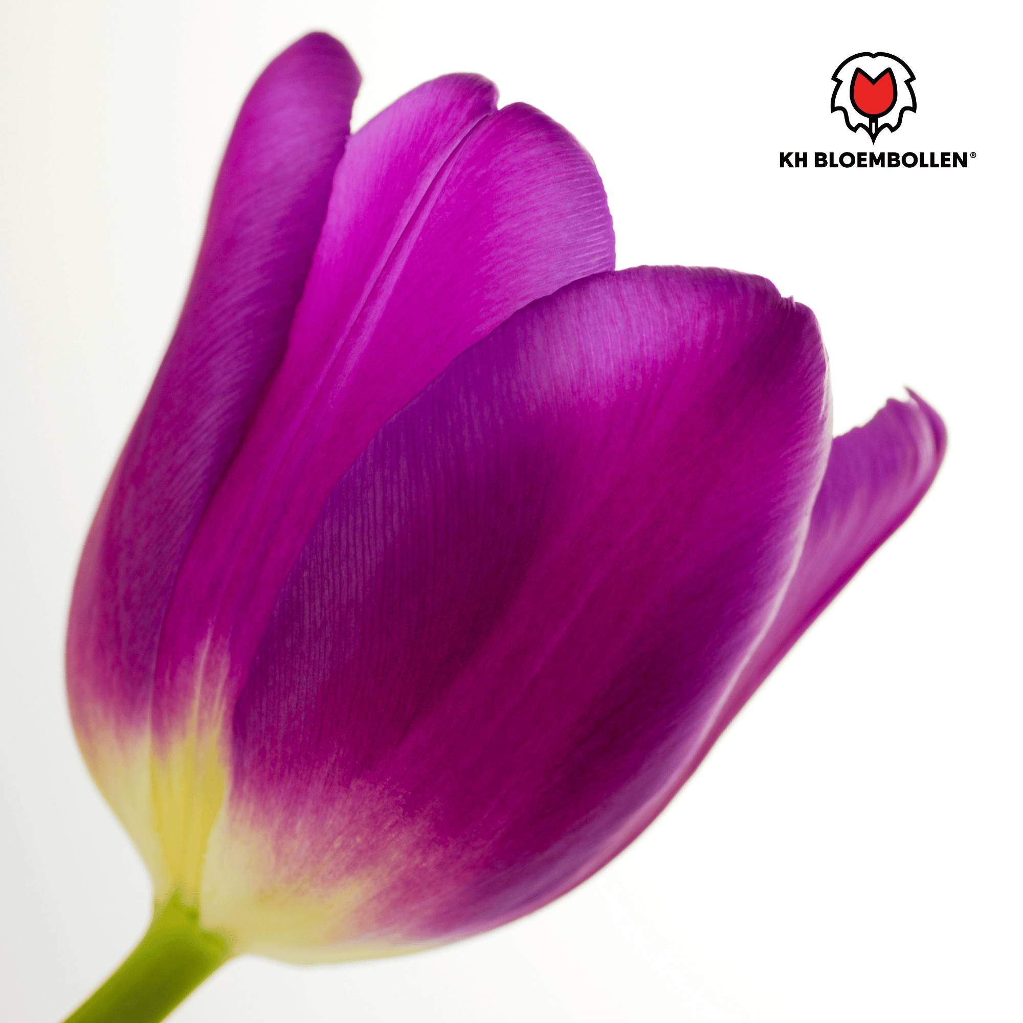 La Green Touch - Tulipe Purple Prince - 20 bulbes - Image 5