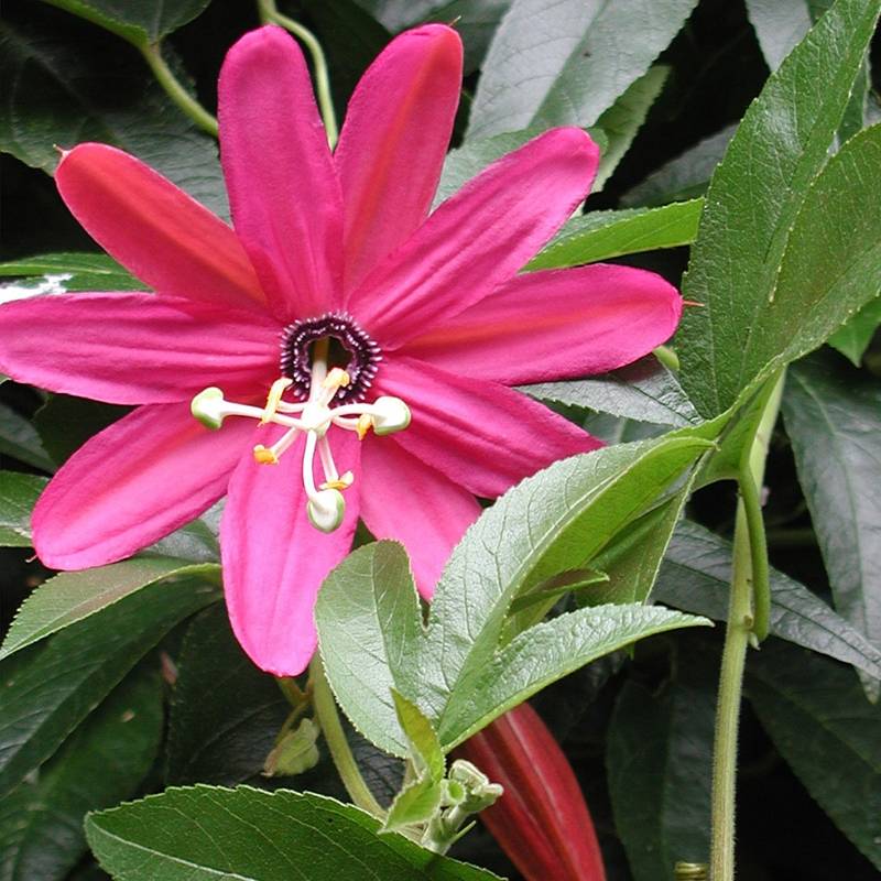 Promesse de Fleurs - Passiflore - Passiflora (x) exoniensis Pot de 1,5L/2L