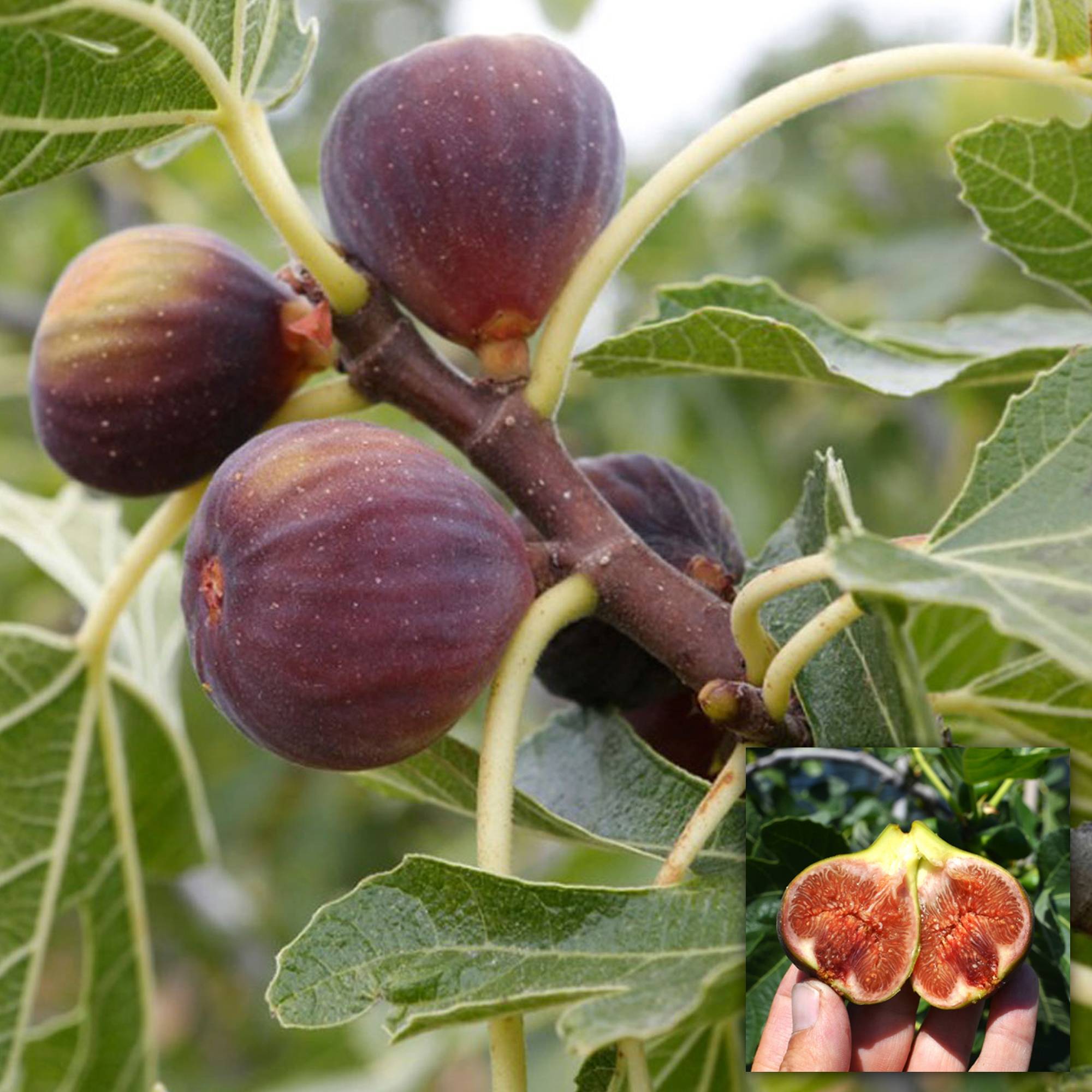 Gardenersdream - Ficus Brown Turkey En Pot | Incroyable Arbre Fruitier Figuier À Feuilles Caduques (20-30 Cm Avec Pot) - GardenersDream - Image 3