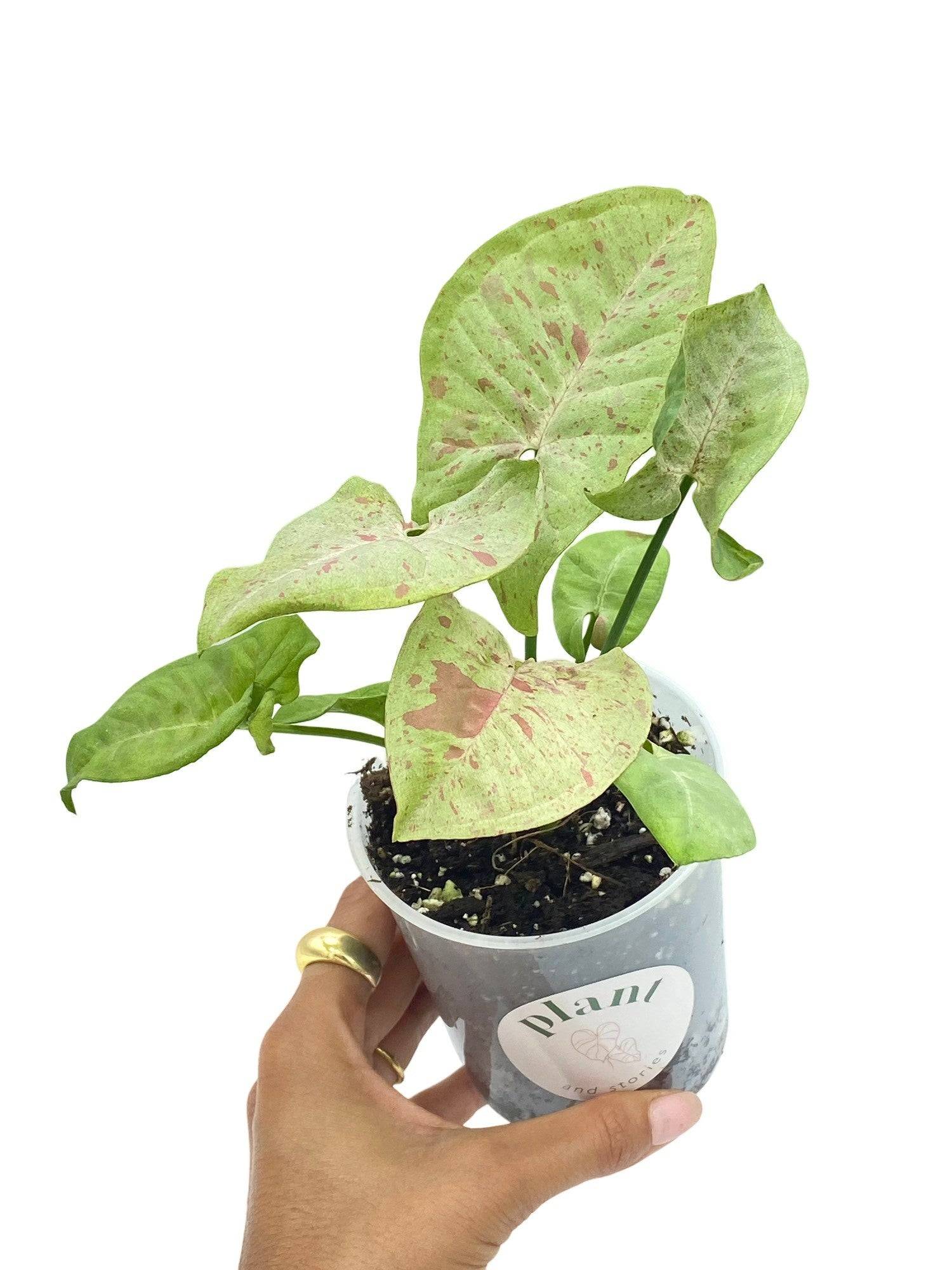 Syngonium Confetti - Pot de 6cm - Plantes d'intérieur - Image 5