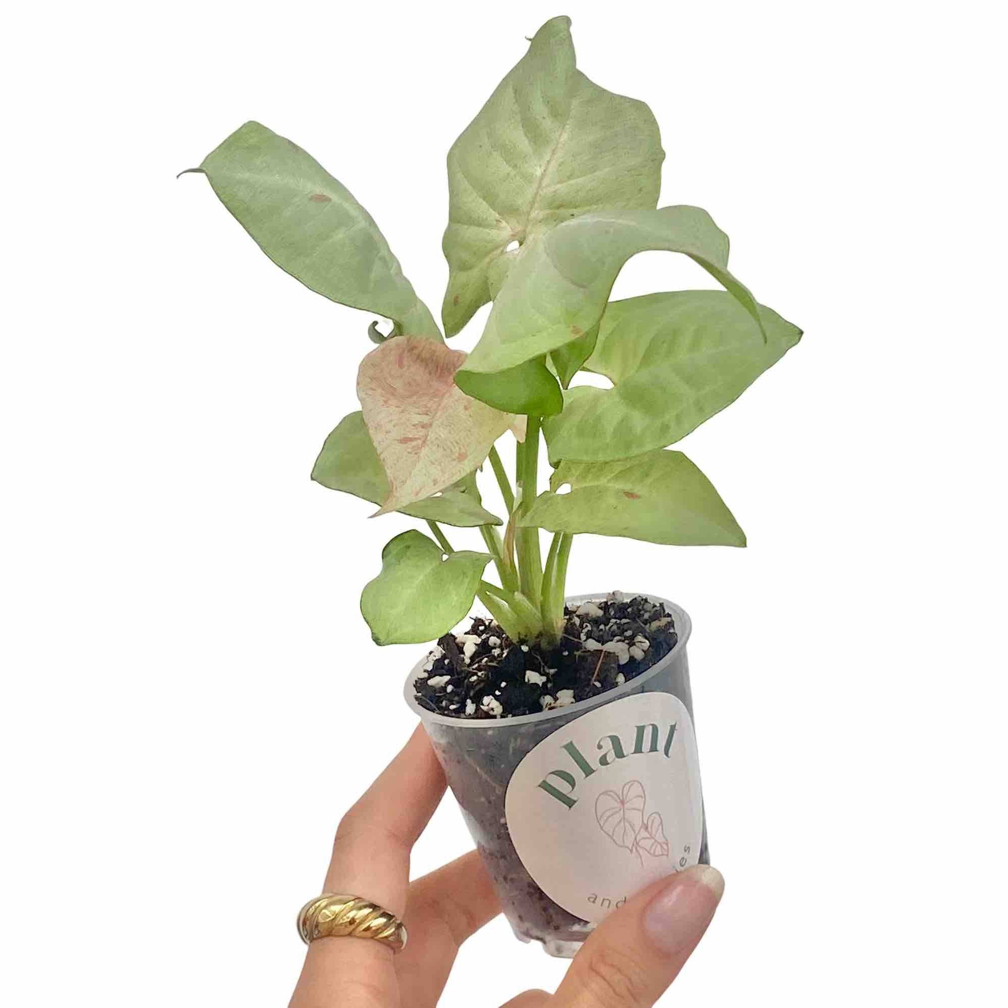 Syngonium Confetti - Pot de 6cm - Plantes d'intérieur - Image 7