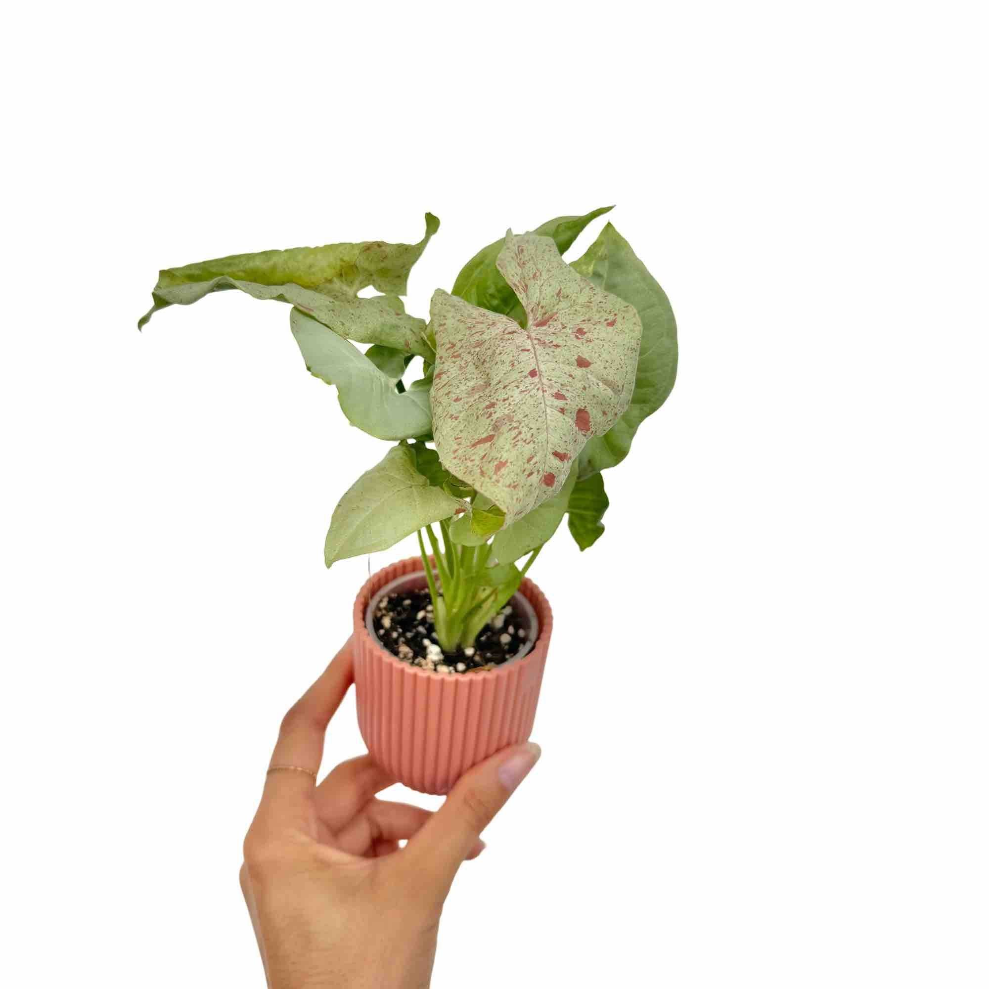 Syngonium Confetti - Pot de 6cm - Plantes d'intérieur - Image 1