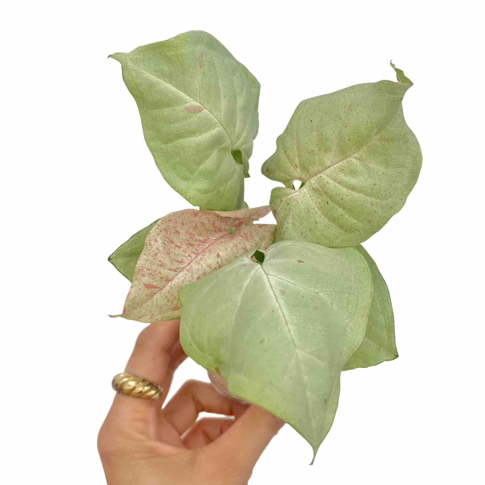 Syngonium Confetti - Pot de 6cm - Plantes d'intérieur - Image 6