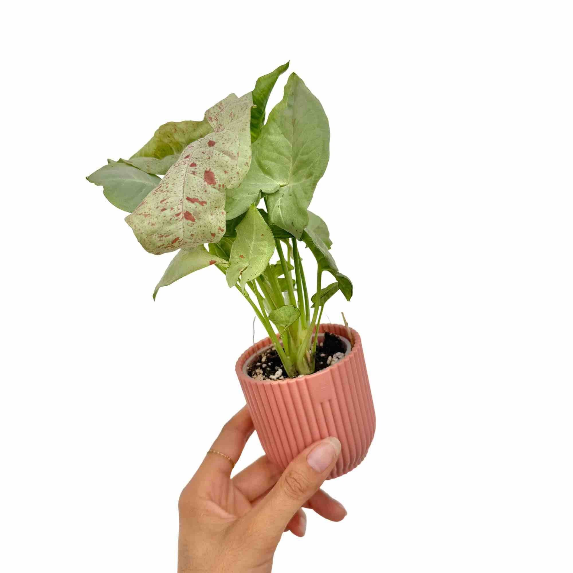 Syngonium Confetti - Pot de 6cm - Plantes d'intérieur - Image 8