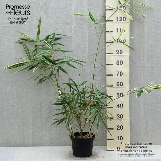 Promesse de Fleurs - Hibanobambusa tranquillans Shiroshima - Petit bambou Pot de 4L/5L - Image 2
