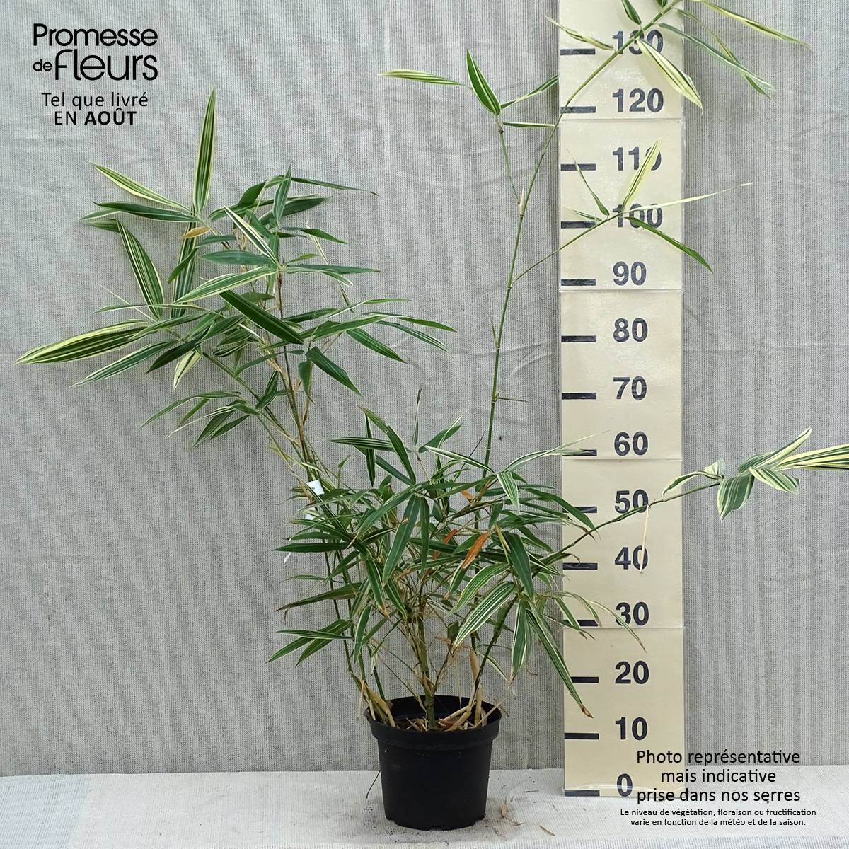 Promesse de Fleurs - Hibanobambusa tranquillans Shiroshima - Petit bambou Pot de 4L/5L - Image 2