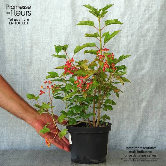Promesse de Fleurs - Viorne obier - Viburnum opulus Compactum Pot de 3L/4L - Image 2