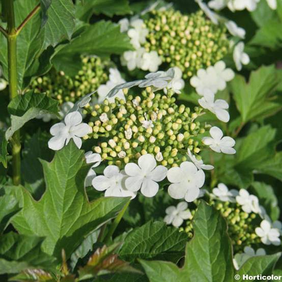 Promesse de Fleurs - Viorne obier - Viburnum opulus Compactum Pot de 3L/4L - Image 1