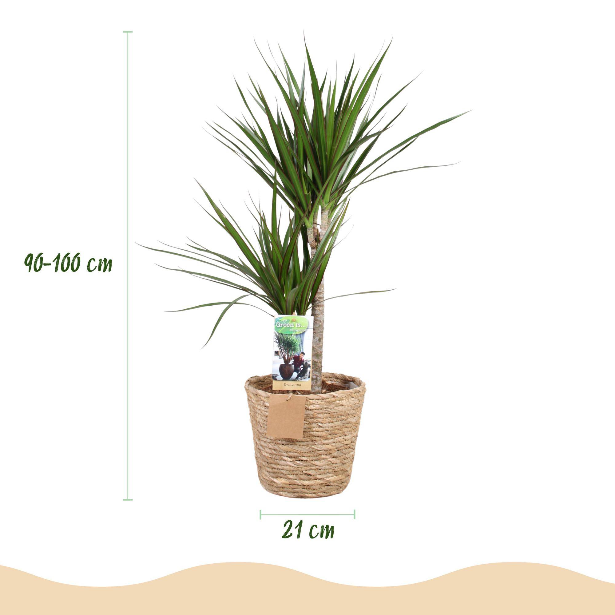 Dracaena Marginata - Pot de 21cm - Panier - Plantes d'intérieur - Image 3
