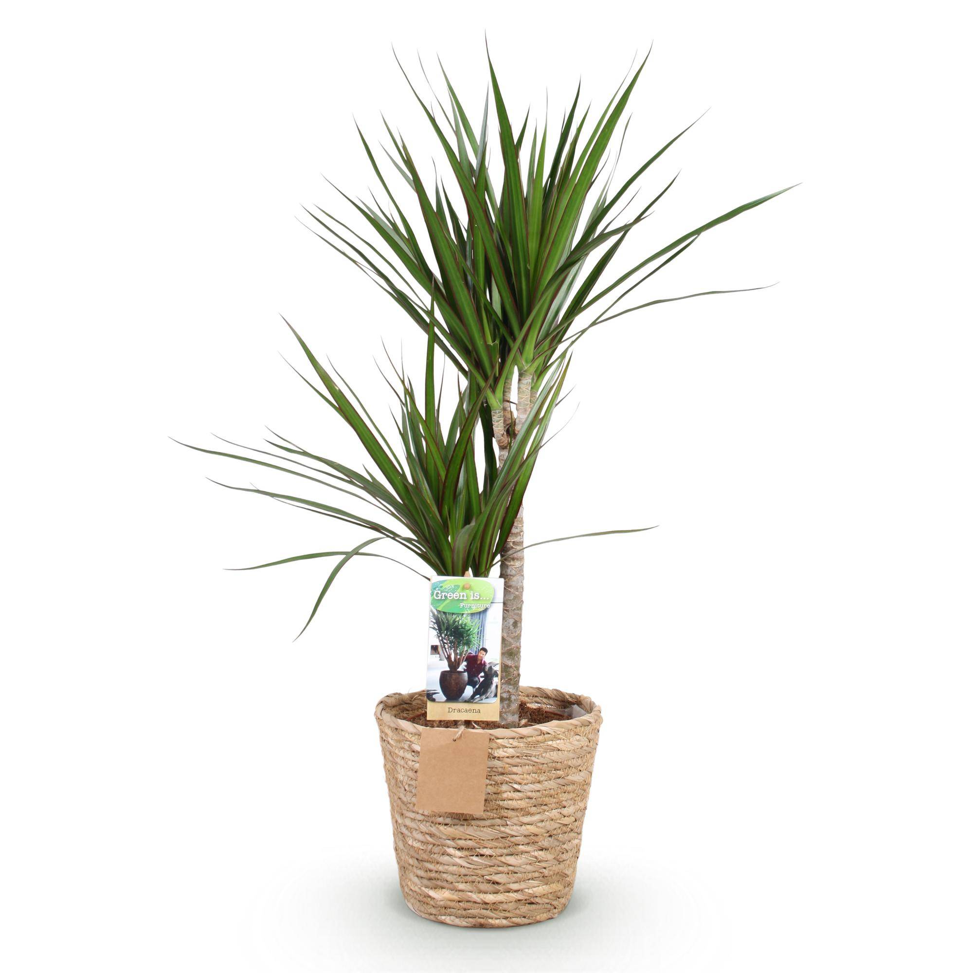 Dracaena Marginata - Pot de 21cm - Panier - Plantes d'intérieur - Image 2