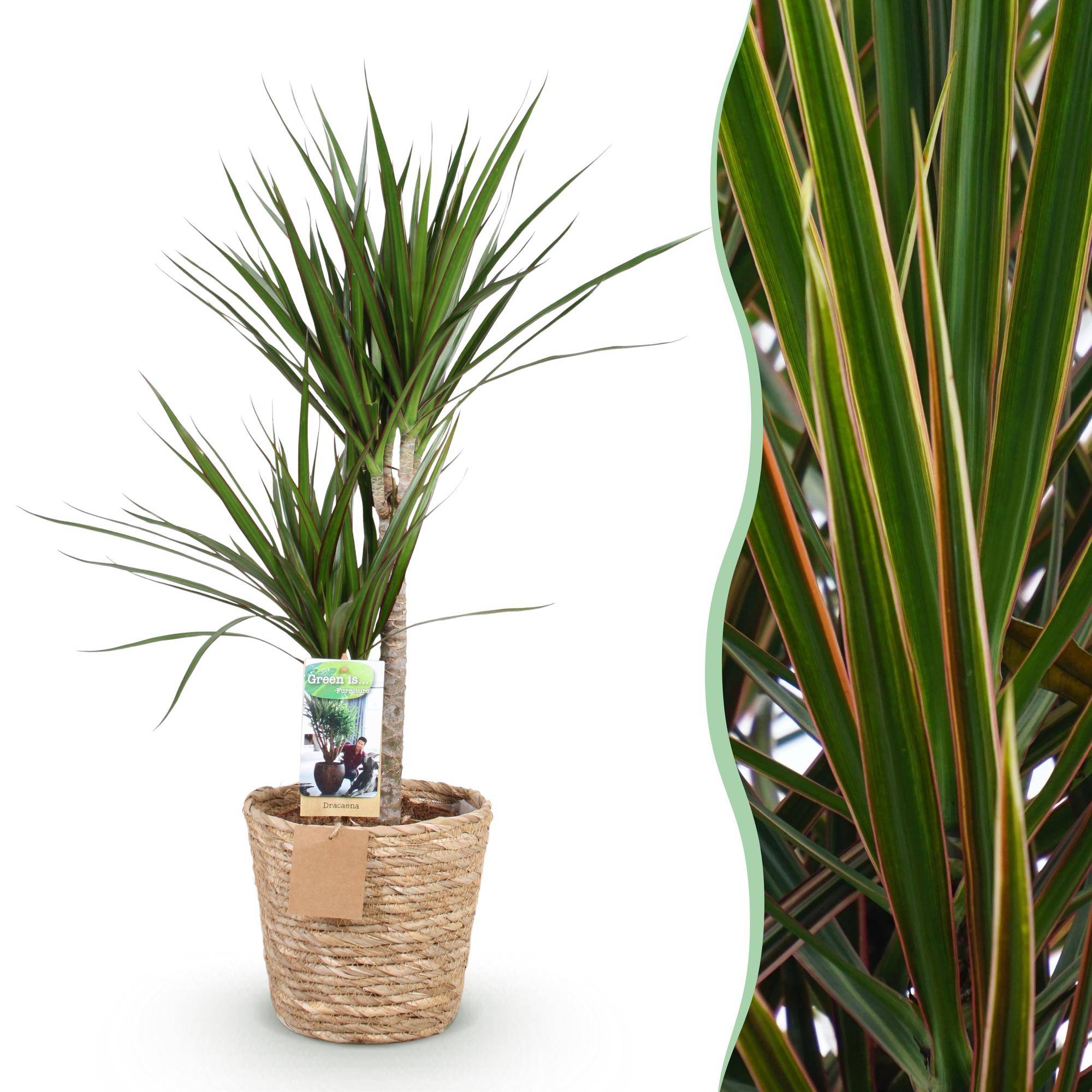 Dracaena Marginata - Pot de 21cm - Panier - Plantes d'intérieur - Image 1