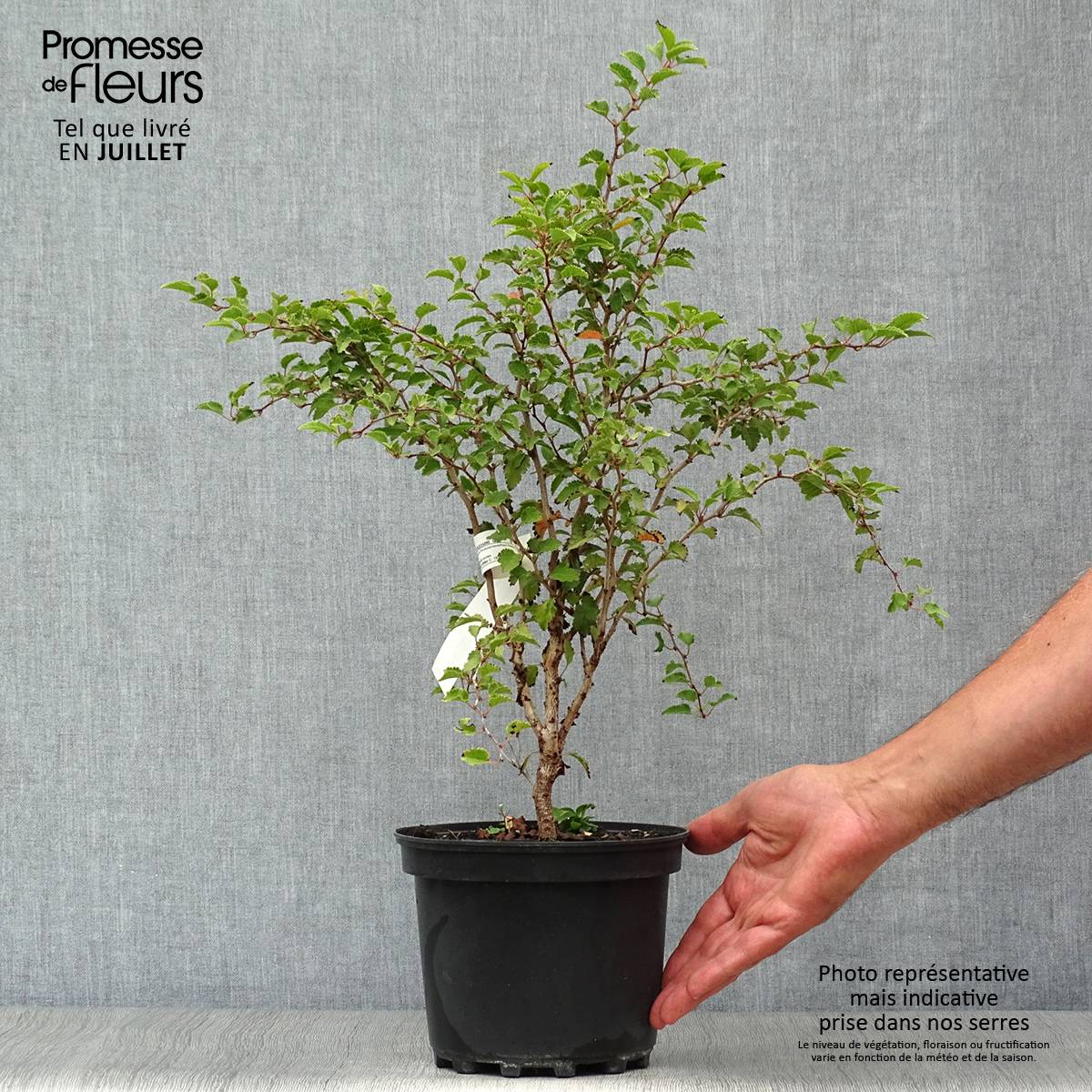 Promesse de Fleurs - Cerisier à fleurs nain du Japon - Prunus incisa Kojo no mai Pot de 2L/3L - Image 2