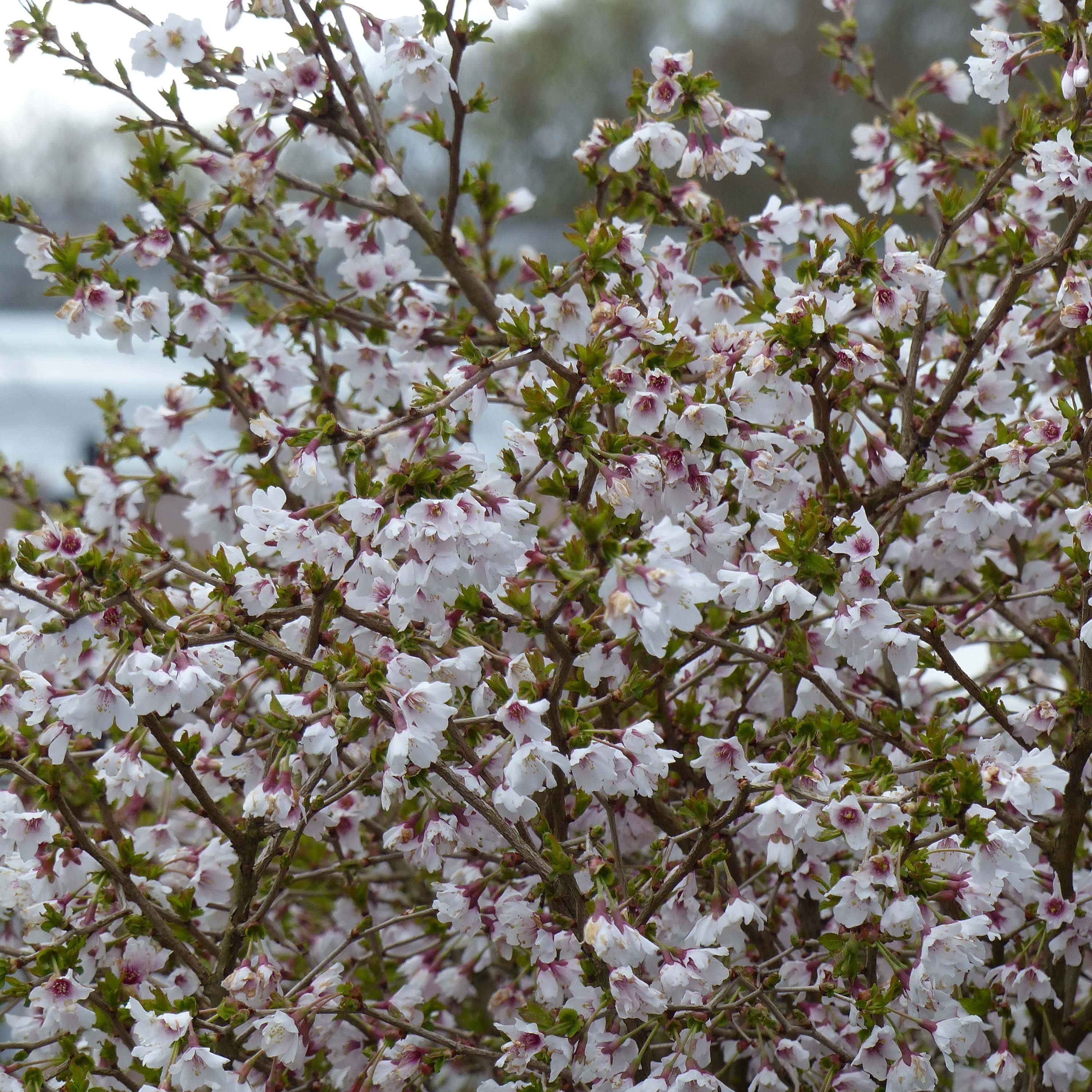 Promesse de Fleurs - Cerisier à fleurs nain du Japon - Prunus incisa Kojo no mai Pot de 2L/3L - Image 1