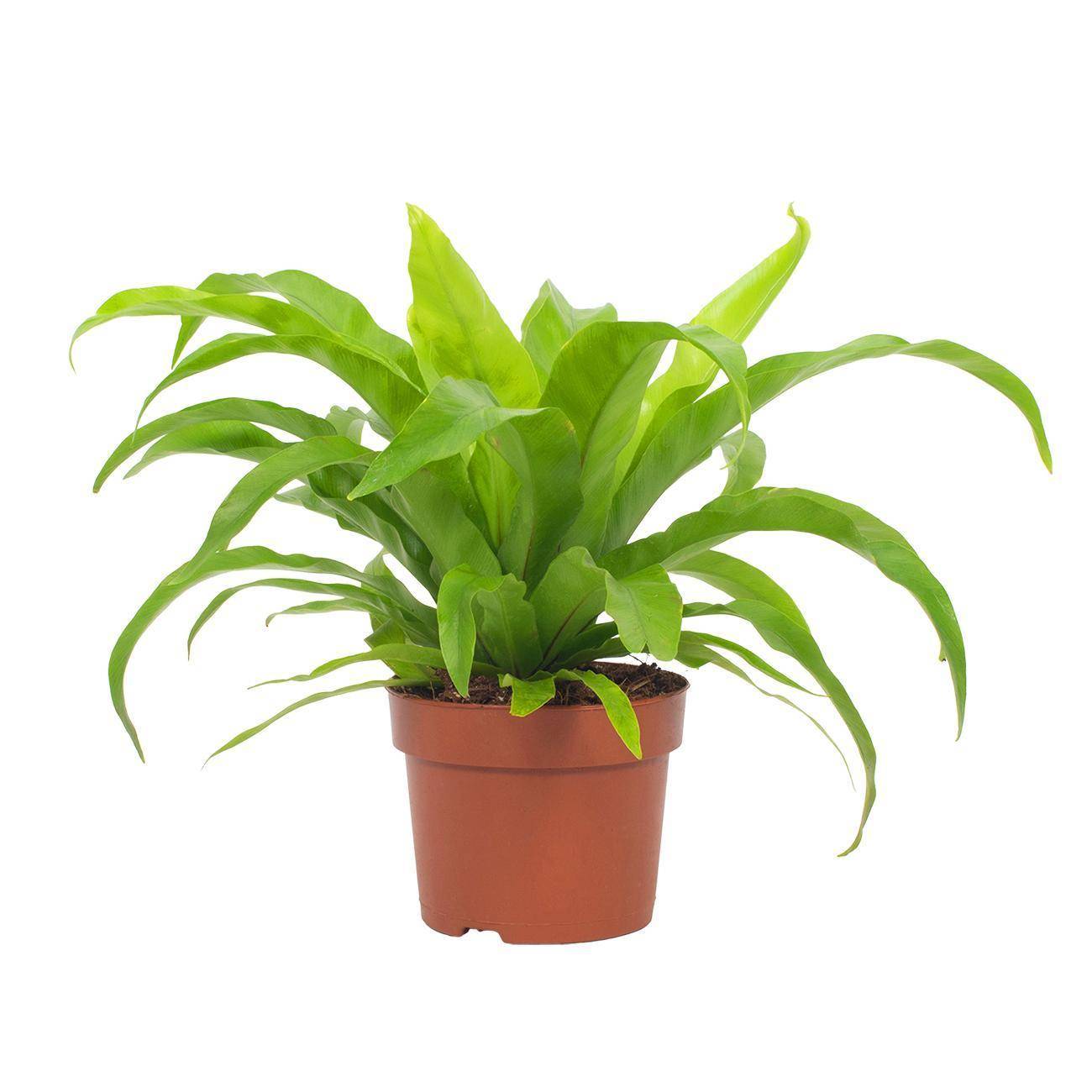 Asplenium Antiquum 19cm - Plante d'intérieur- La Green Touch - Image 1