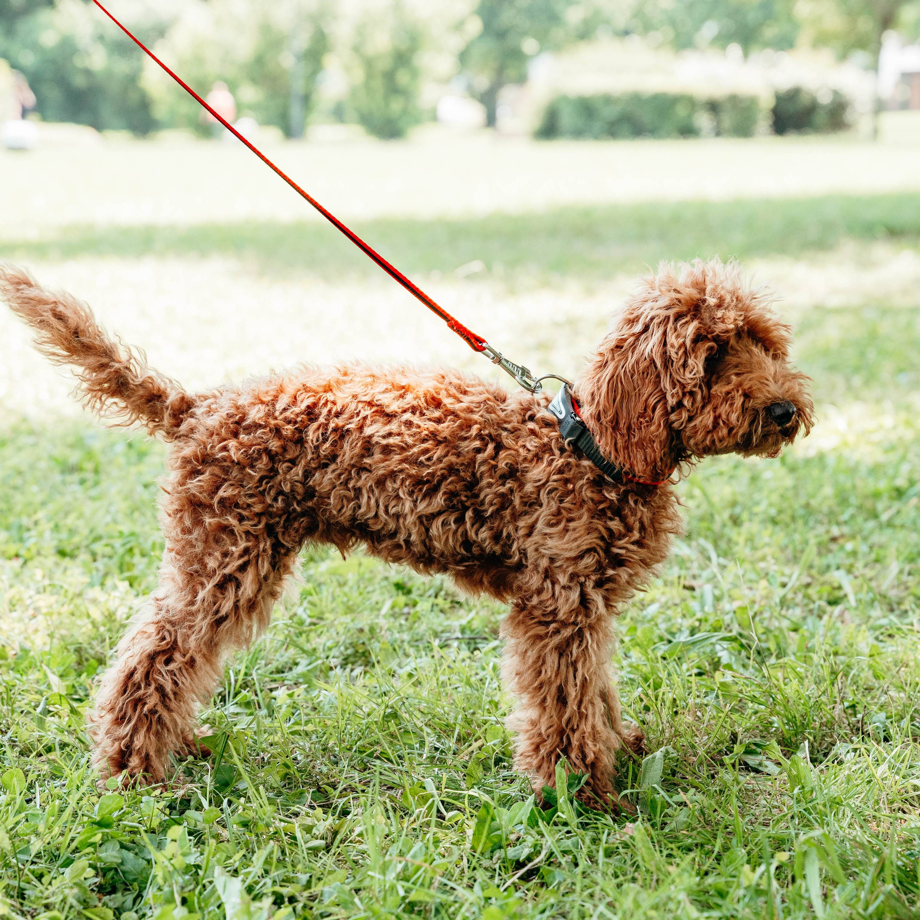 Ferplast - Ferplast Collier Chien ERGOCOMFORT C15/33 Collier pour chien de taille moyenne, fermeture avec micro-ajustement, rembourrage doux, dégagement rapide, - Image 3