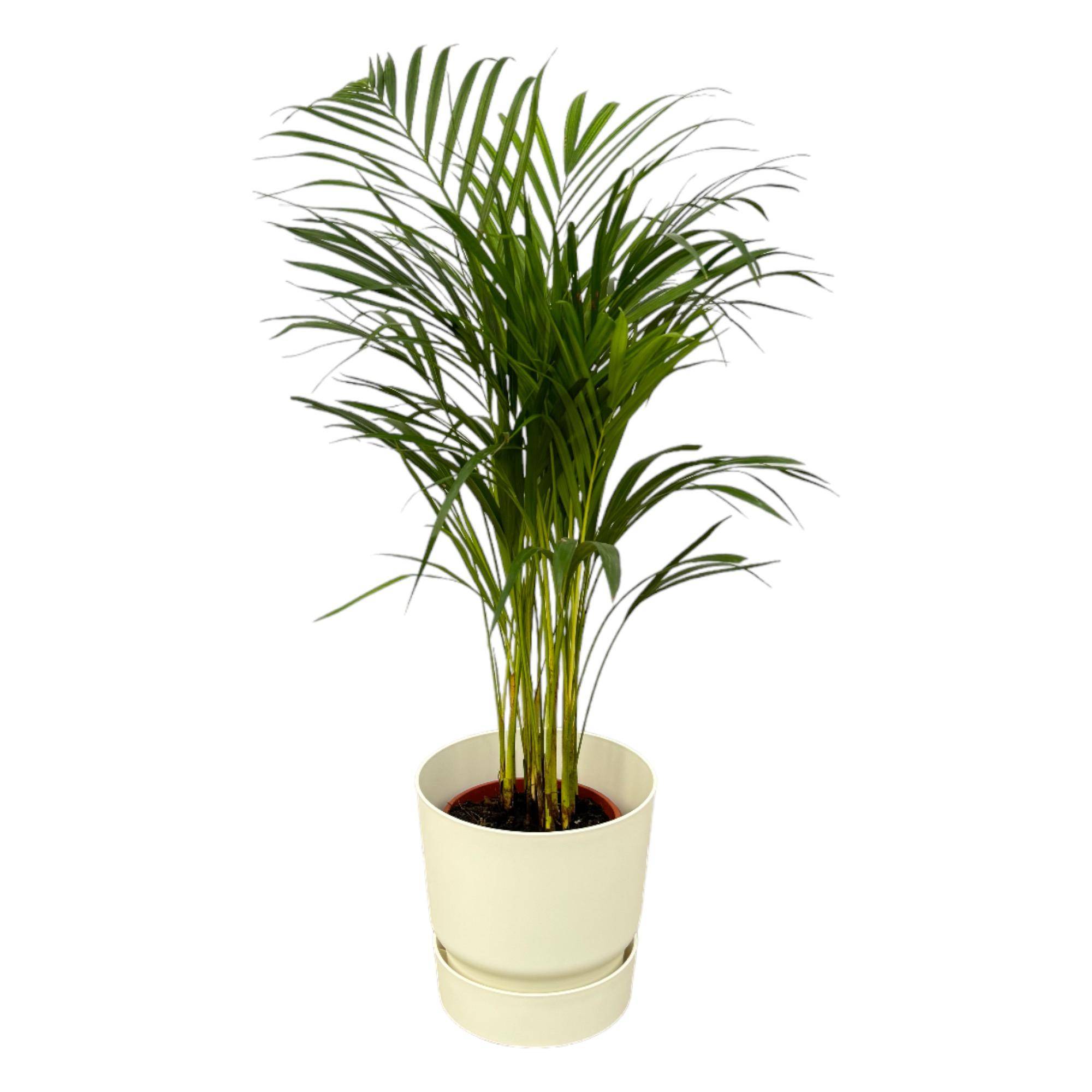 Palmier Areca - Plantes d'intérieur - Image 1