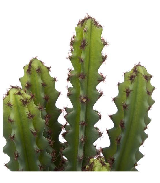 Plante artificielle Cactus dans Pot en Terre cuite H 30 cm - Image 2