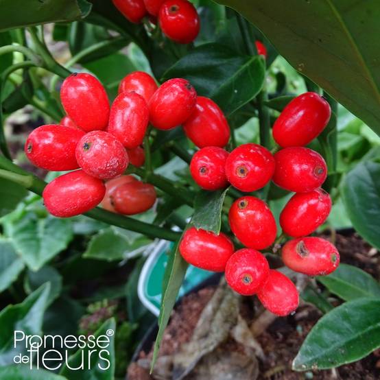 Aucuba japonica Rozannie - Aucuba du Japon Pot de 2L/3L - Image 1
