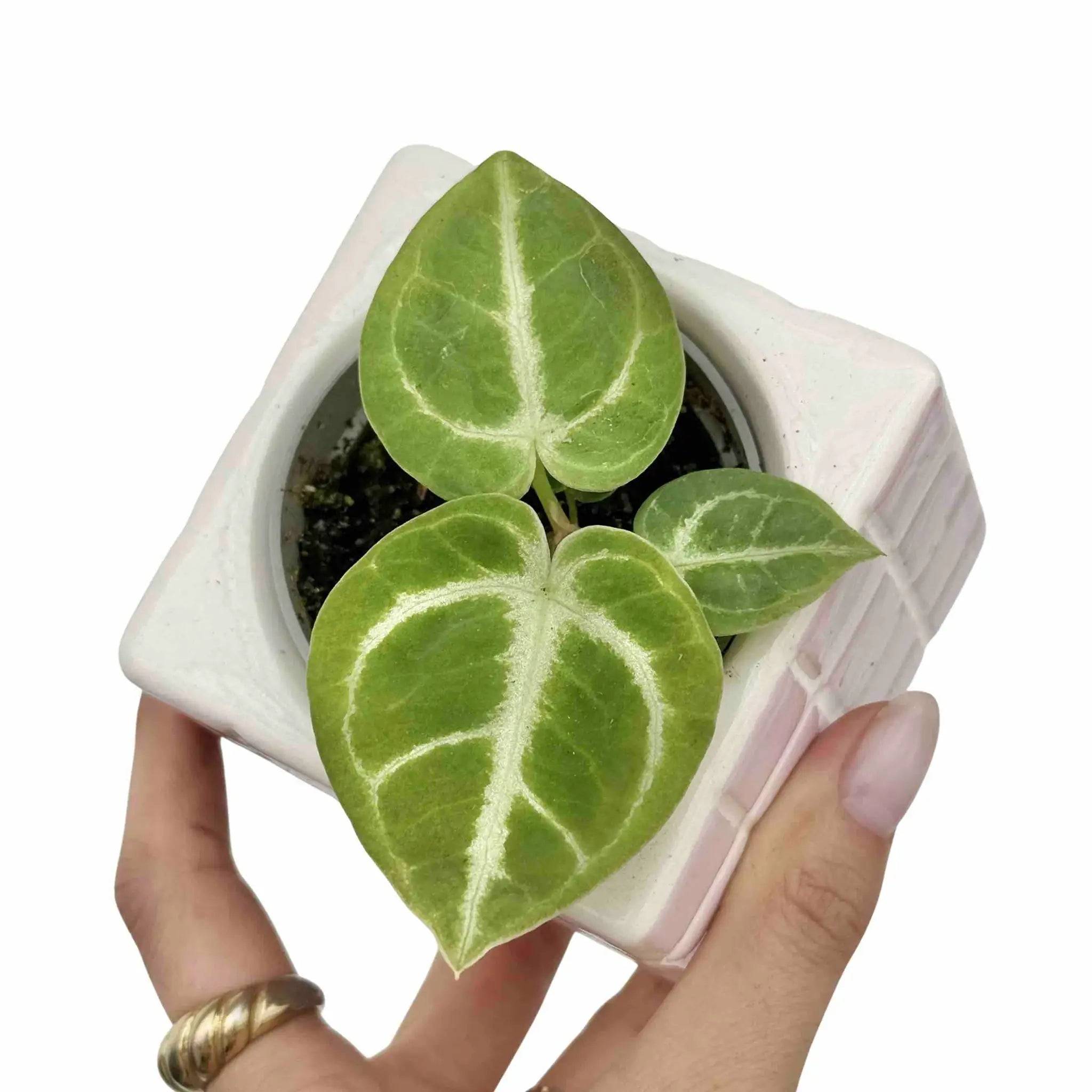 Anthurium Dorayaki - Pot de 6cm - Plantes d'intérieur - Image 1