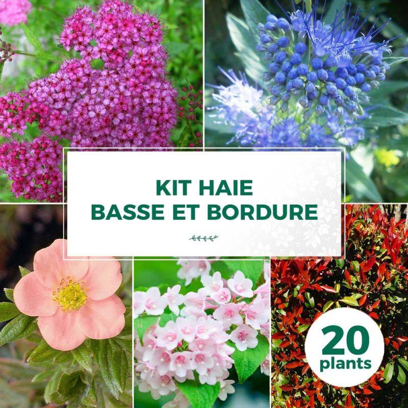 Haie Basse et Bordure - 20 arbustes -  - Pépinières Naudet - Image 1