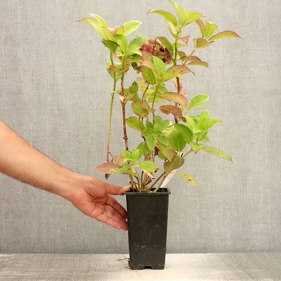 Hortensia - Hydrangea macrophylla Valvert Pot de 1,5L/2L - Image 2