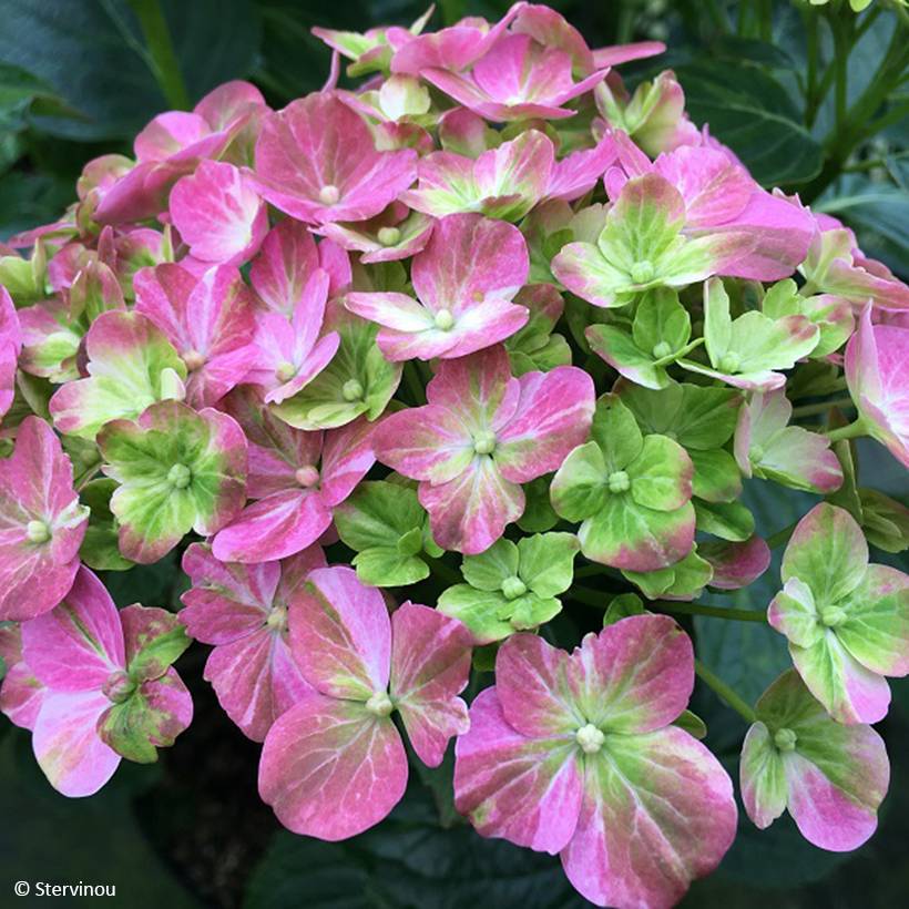 Hortensia - Hydrangea macrophylla Valvert Pot de 1,5L/2L - Image 1