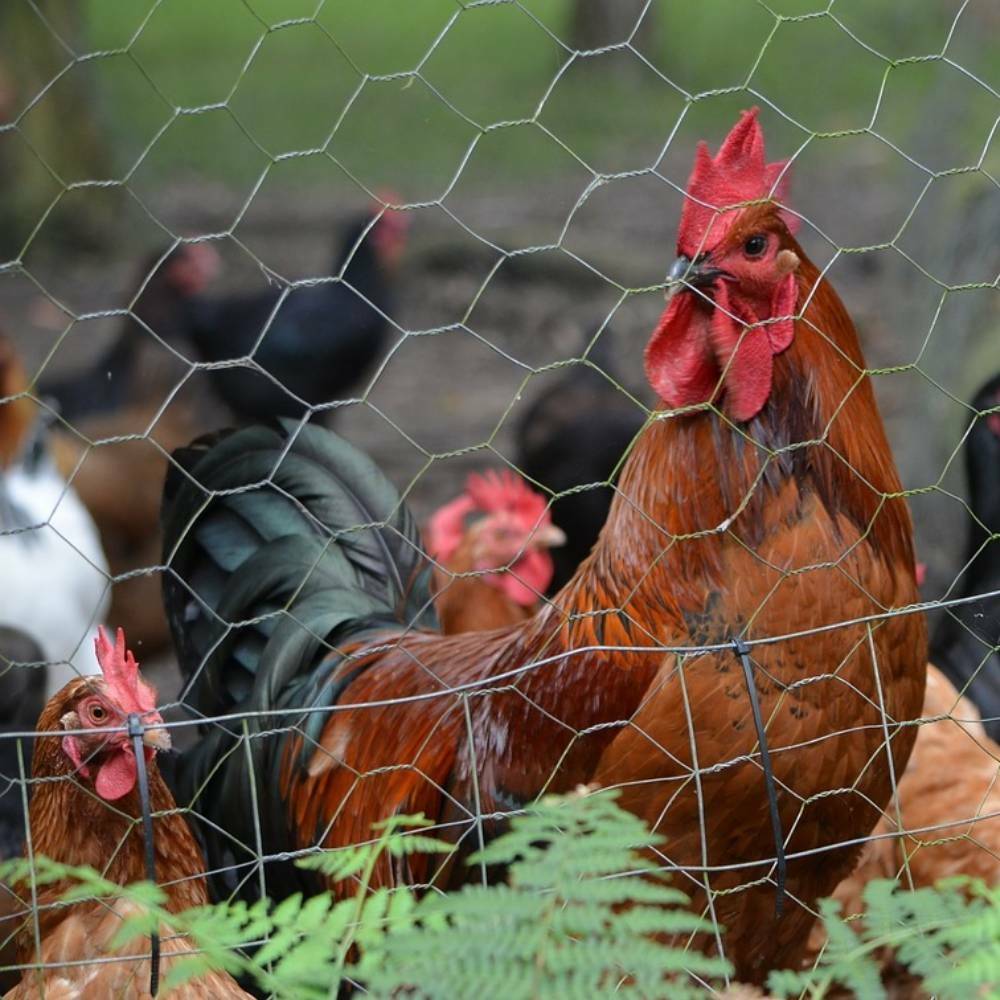 Grillage à poule 1X10 m mailles acier renforcé Ø 0.7 mm - TERRE JARDIN - Image 5