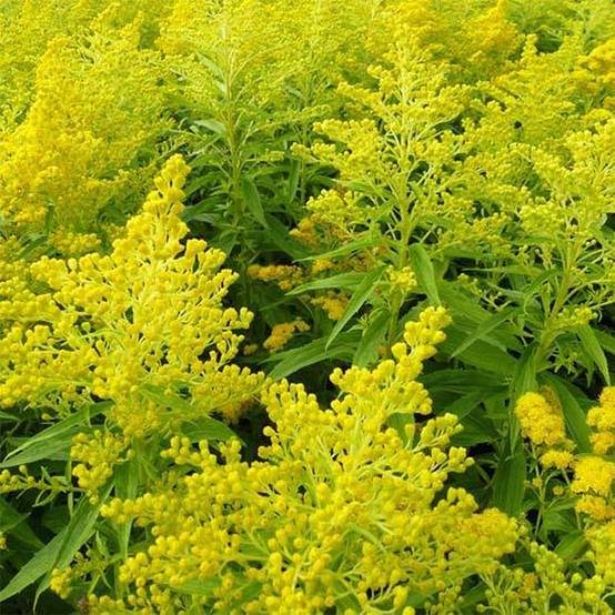 Solidago Golden Mosa - Verge d'or Godet de 8/9 cm
