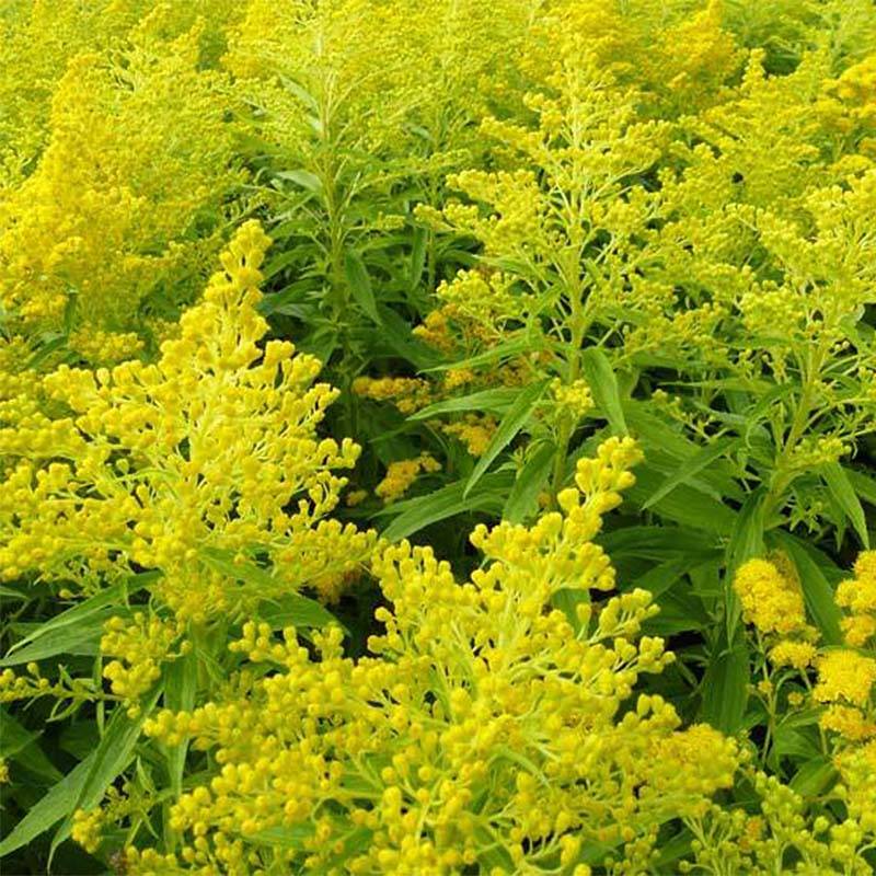 Solidago Golden Mosa - Verge d'or Godet de 8/9 cm