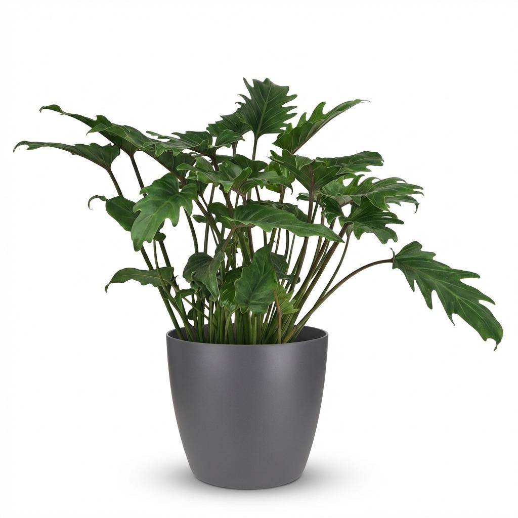 Philodendron Xanadu - Pot de 19cm - Hauteur 60cm - Gris - Plantes d'intérieur - Image 1