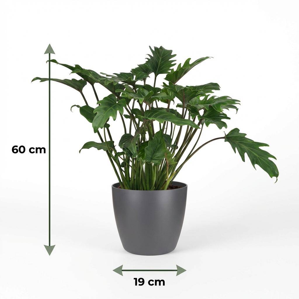 Philodendron Xanadu - Pot de 19cm - Hauteur 60cm - Gris - Plantes d'intérieur - Image 5