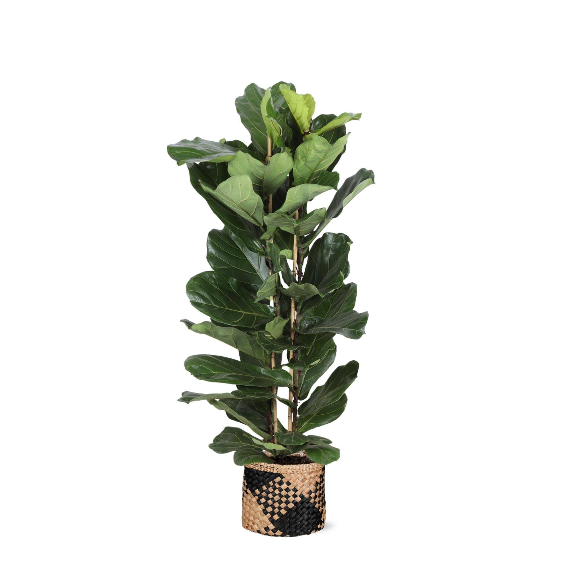 La Green Touch - Ficus Lyrata et son pot- La Green Touch Panier naturel Noir - Hauteur 140cm
