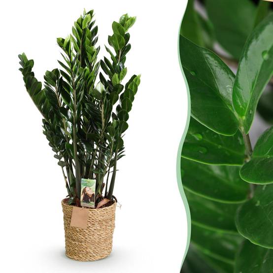 Zamioculcas Zz Plant - D21 H90cm - Image 3