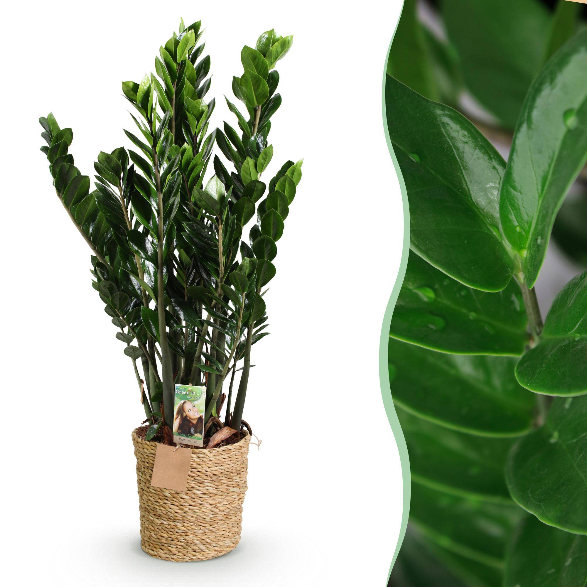 Zamioculcas Zz Plant - D21 H90cm - Image 3