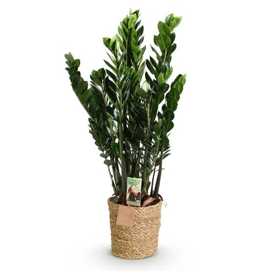 Zamioculcas Zz Plant - D21 H90cm - Image 4