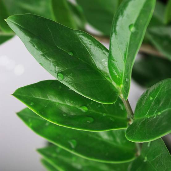 Zamioculcas Zz Plant - D21 H90cm - Image 5