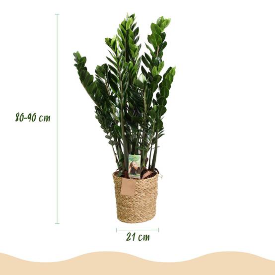 Zamioculcas Zz Plant - D21 H90cm - Image 2
