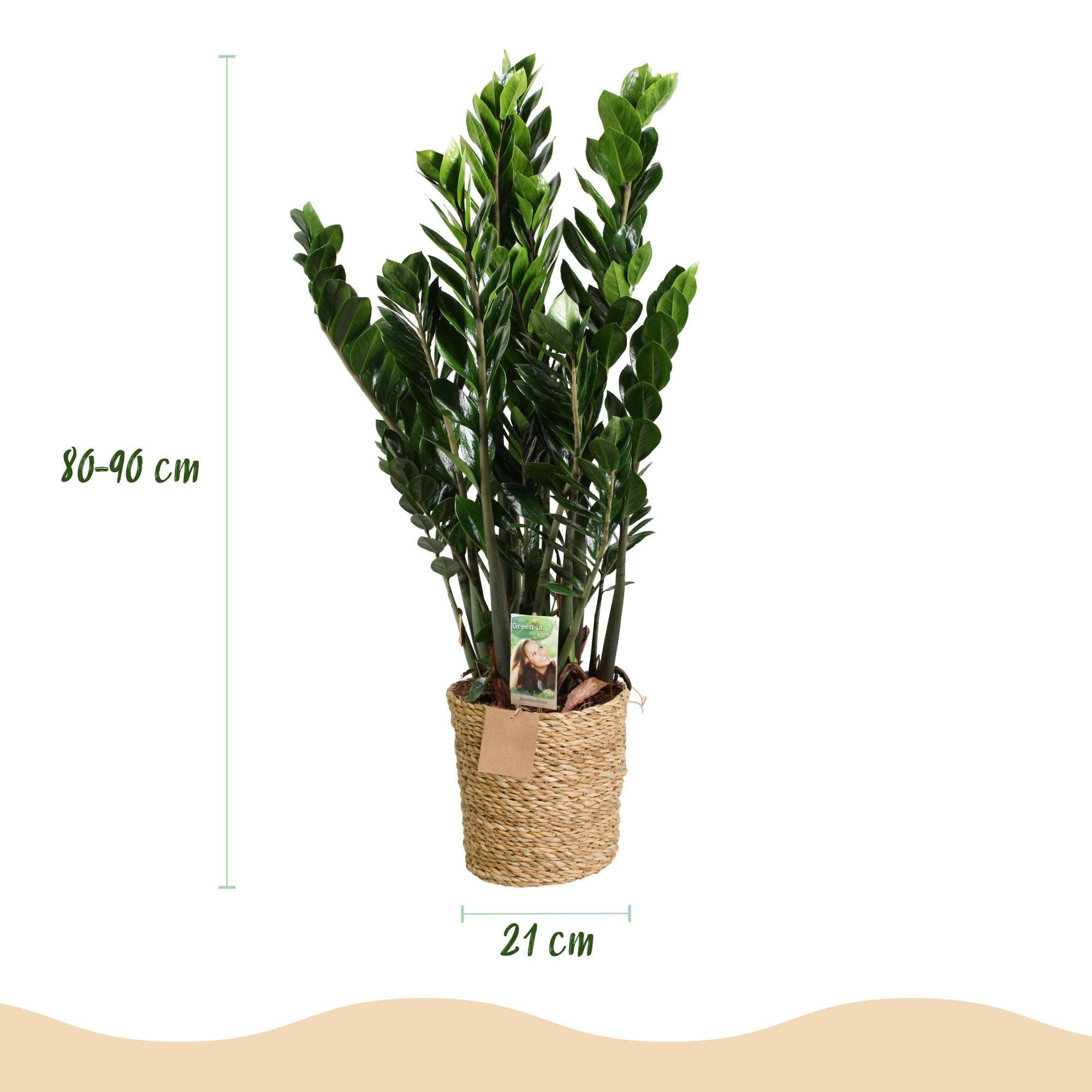 Zamioculcas Zz Plant - D21 H90cm - Image 2