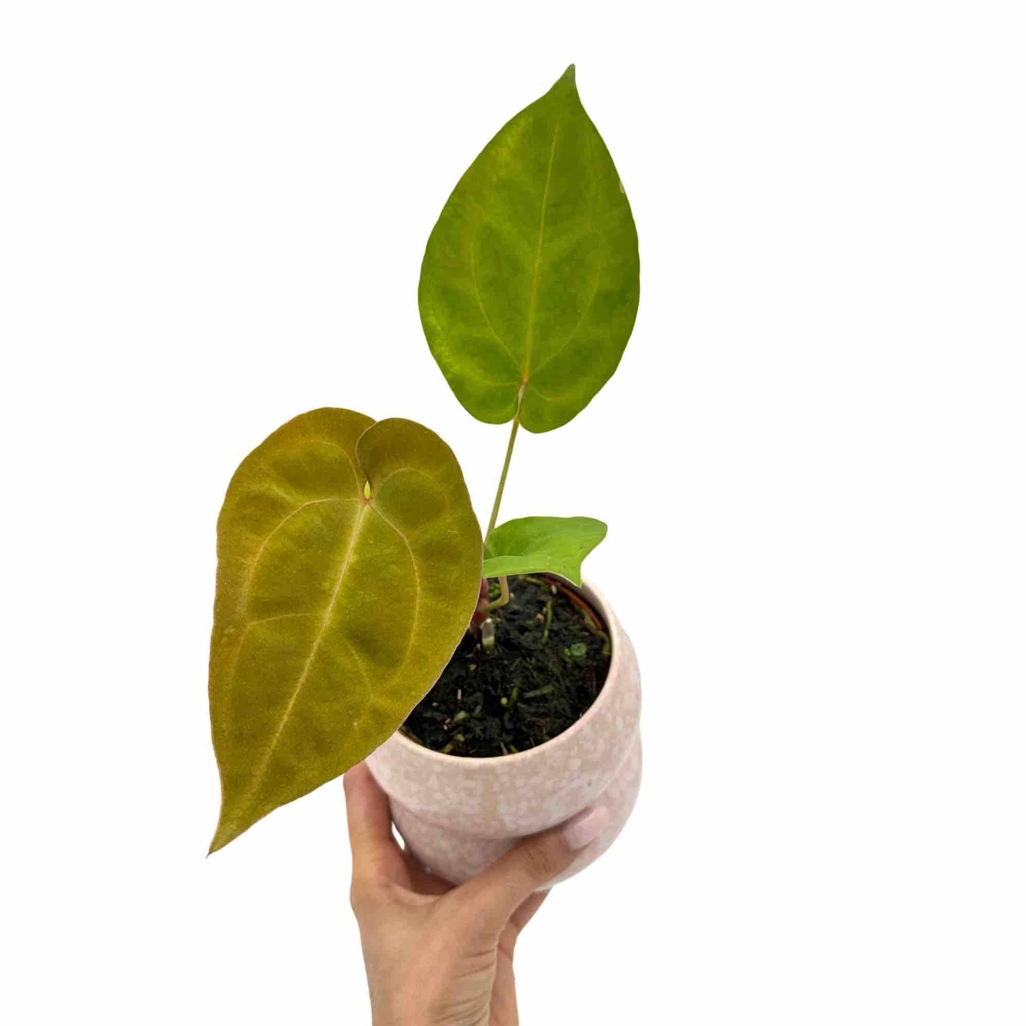 Anthurium King of Spades x Forgetii x Goliath - Pot de 9cm - Plantes d'intérieur - Image 1