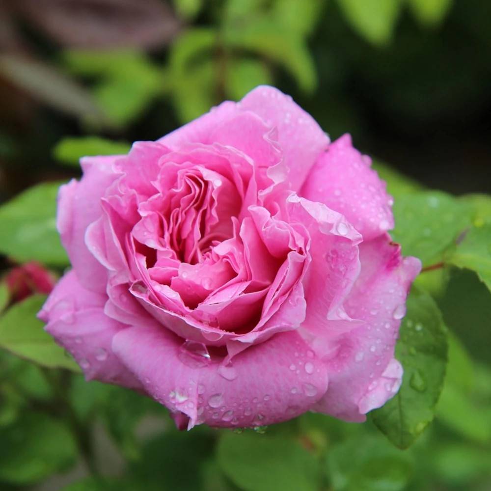 Rosier arbustif Fragonard® 'Delparviro' à fleurs Rose - feuillage Caduc - Pot de 5L - Touffe-  hauteur à maturité De 1,00 m à 1,50 m