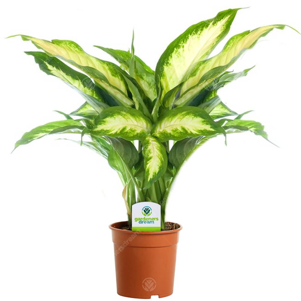 Gardenersdream - Assortiment De Plantes D'Intérieur - 3 Plantes – Superbe Plantes Vivantes En Pot Pour La Maison Ou Le Bureau (Assortiment C) - GardenersDream - Image 3
