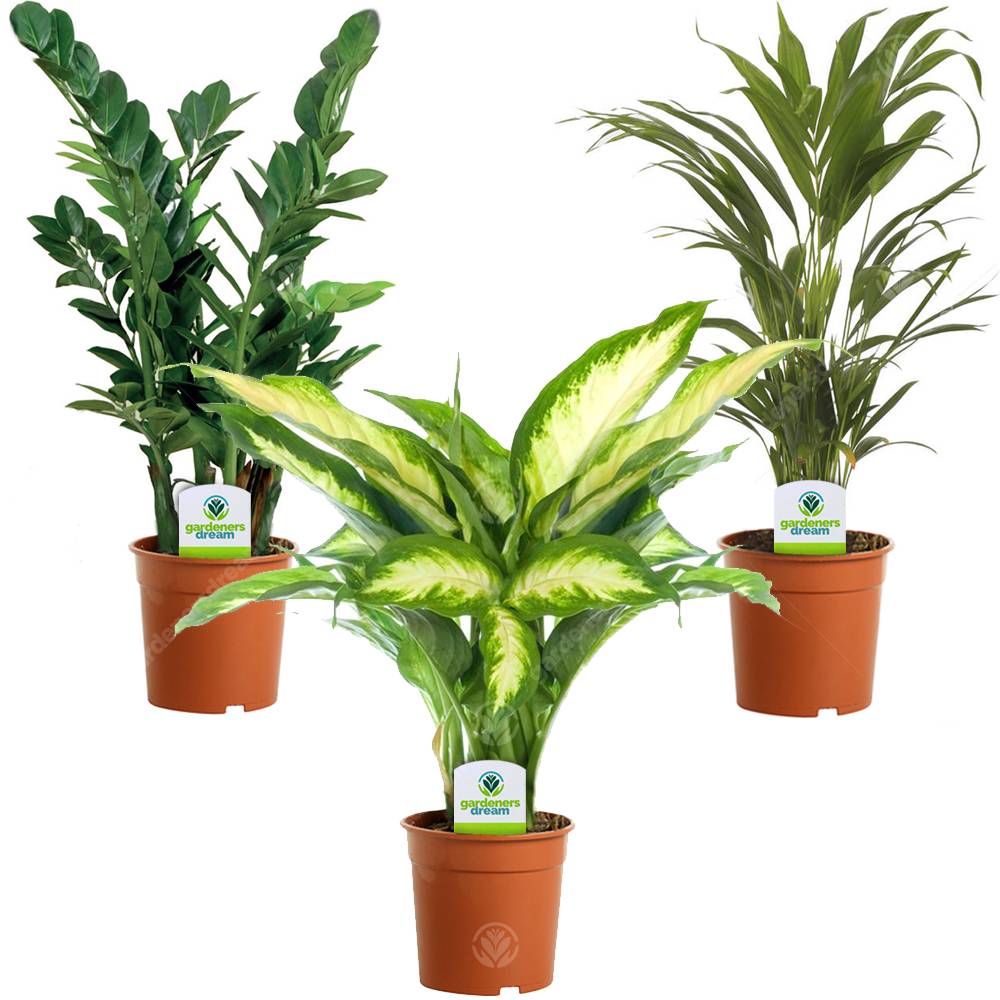 Gardenersdream - Assortiment De Plantes D'Intérieur - 3 Plantes – Superbe Plantes Vivantes En Pot Pour La Maison Ou Le Bureau (Assortiment C) - GardenersDream - Image 1