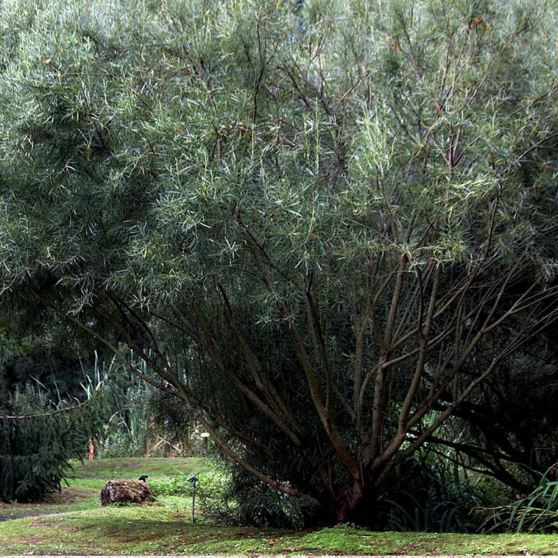 Saule à feuilles d'argousier, Salix à fleurs Blanche - feuillage Caduc - Pot de 5L - Touffe-  hauteur à maturité De 1,50 m à 2,00 m - Image 2