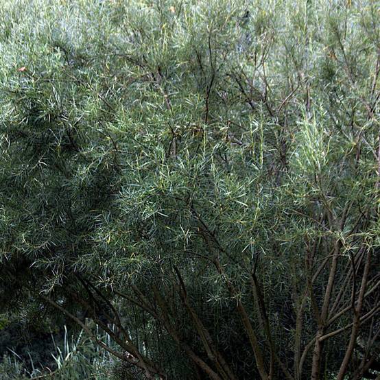 Saule à feuilles d'argousier, Salix à fleurs Blanche - feuillage Caduc - Pot de 5L - Touffe- hauteur à maturité De 1,50 m à 2,00 m - Image 3