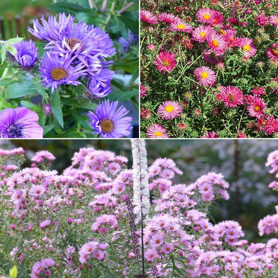 Promesse de Fleurs - Collection 3 asters novae-angliae - Grands Asters d'automne - Collection de 3 plantes