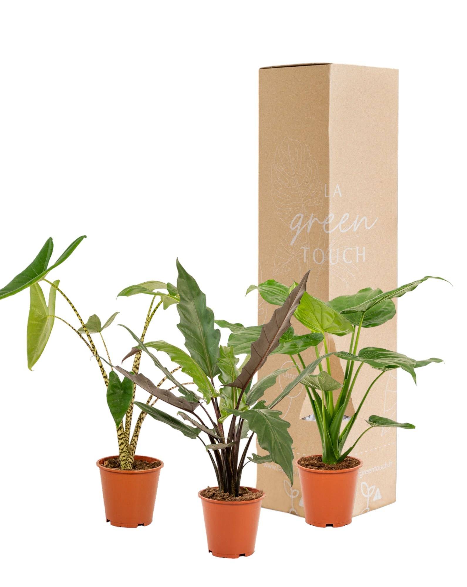 La Green Touch - Coffret cadeau Alocasia - Lot de 3 plantes 80cm - Plante d'intérieur- La Green Touch - Image 2